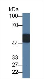 LRG1 Antibody in Western Blot (WB)