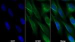 LRG1 Monoclonal Antibody (C4)