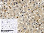 LRG1 Antibody in Immunohistochemistry (Paraffin) (IHC (P))