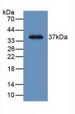 LRG1 Antibody in Western Blot (WB)