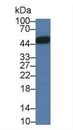 LRG1 Antibody in Western Blot (WB)