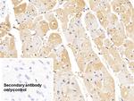 LSR Antibody in Immunohistochemistry (Paraffin) (IHC (P))