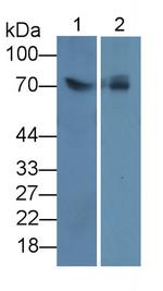 LSR Antibody in Western Blot (WB)