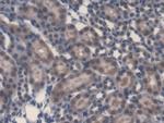 LPS Antibody in Immunohistochemistry (Paraffin) (IHC (P))