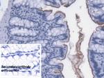 LPS Antibody in Immunohistochemistry (Paraffin) (IHC (P))