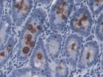 LPS Antibody in Immunohistochemistry (Paraffin) (IHC (P))