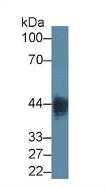 LPS Antibody in Western Blot (WB)