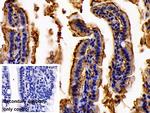 LPS Antibody in Immunohistochemistry (Paraffin) (IHC (P))