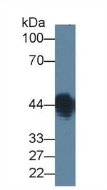 LPS Antibody in Western Blot (WB)