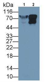 LUM Antibody in Western Blot (WB)