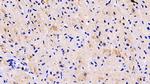 LOXL1 Monoclonal Antibody (C1)