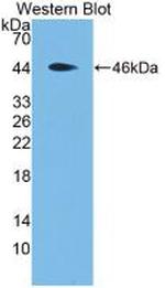 PRG2 Monoclonal Antibody (C3)