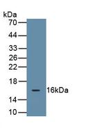 MUC5B Antibody in Western Blot (WB)
