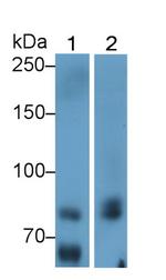 MX1 Antibody in Western Blot (WB)