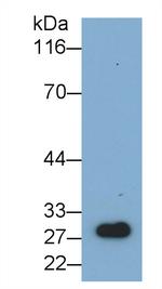 NGF Antibody in Western Blot (WB)