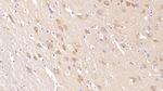 Neurogranin Antibody in Immunohistochemistry (Paraffin) (IHC (P))