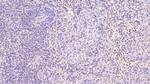 Neurogranin Antibody in Immunohistochemistry (Paraffin) (IHC (P))
