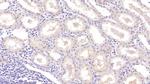 Neurogranin Antibody in Immunohistochemistry (Paraffin) (IHC (P))