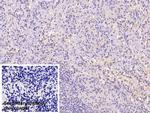 Neurogranin Antibody in Immunohistochemistry (Paraffin) (IHC (P))