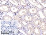 Neurogranin Antibody in Immunohistochemistry (Paraffin) (IHC (P))