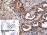 Neurokinin A Antibody in Immunohistochemistry (Paraffin) (IHC (P))