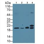 Neurokinin A Antibody in Western Blot (WB)