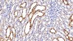 NGAL Antibody in Immunohistochemistry (Paraffin) (IHC (P))