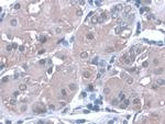 PGA5 Monoclonal Antibody (C4)