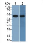 PGA5 Antibody in Western Blot (WB)