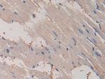 PPAR gamma Monoclonal Antibody (C5)