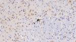 PEDF Antibody in Immunohistochemistry (Paraffin) (IHC (P))