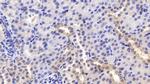 PEDF Antibody in Immunohistochemistry (Paraffin) (IHC (P))