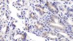 PEDF Antibody in Immunohistochemistry (Paraffin) (IHC (P))