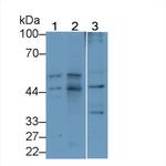 PEDF Antibody in Western Blot (WB)