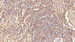 PF4 Monoclonal Antibody (C4)