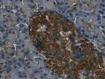 REG3G Monoclonal Antibody (C18)