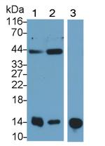 REG3G Antibody in Western Blot (WB)
