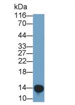 REG3G Antibody in Western Blot (WB)
