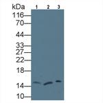 REG3G Antibody in Western Blot (WB)