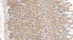 Relaxin 3 Antibody in Immunohistochemistry (Paraffin) (IHC (P))