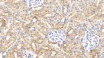 Relaxin 3 Antibody in Immunohistochemistry (Paraffin) (IHC (P))