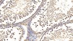 Relaxin 3 Antibody in Immunohistochemistry (Paraffin) (IHC (P))