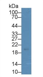 Relaxin 3 Antibody in Western Blot (WB)