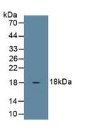 Relaxin 3 Antibody in Western Blot (WB)