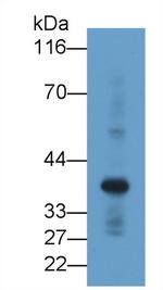 Renalase Monoclonal Antibody (C5)