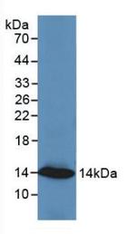 Resistin Antibody in Western Blot (WB)
