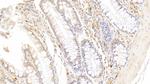 RNASE2 Antibody in Immunohistochemistry (Paraffin) (IHC (P))
