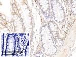 RNASE2 Antibody in Immunohistochemistry (Paraffin) (IHC (P))