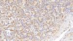RNASE2 Antibody in Immunohistochemistry (Paraffin) (IHC (P))