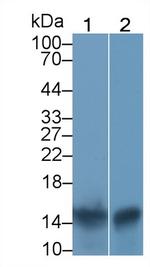 S100A9 Antibody in Western Blot (WB)